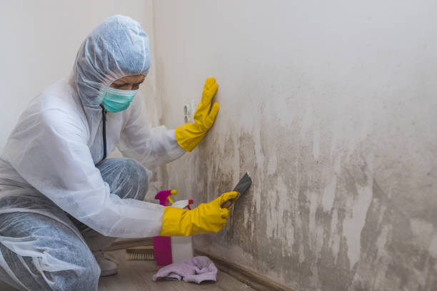 Best Mold Testing  in Leupp, AZ