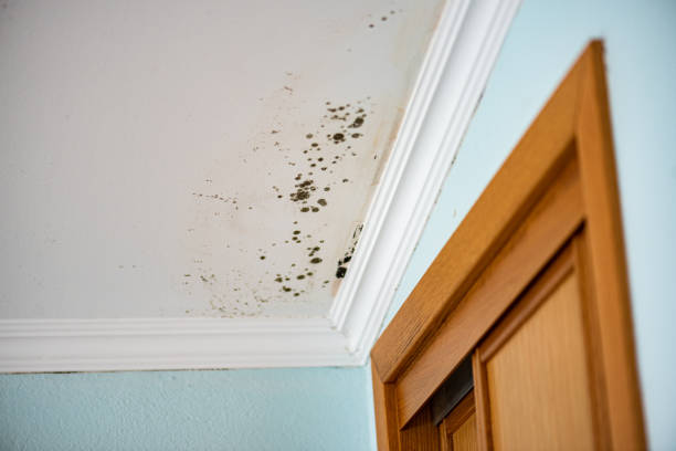 Best Toxic Mold Removal  in Leupp, AZ