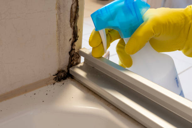 Best Certified Mold Removal  in Leupp, AZ