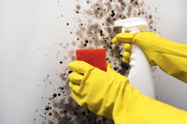 Best Office Mold Removal Services  in Leupp, AZ