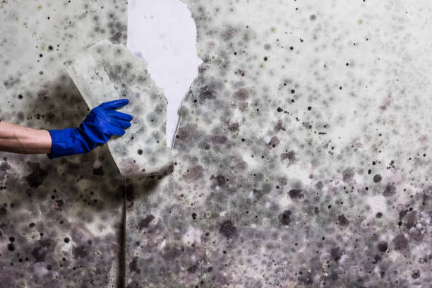 Best Attic Mold Removal  in Leupp, AZ