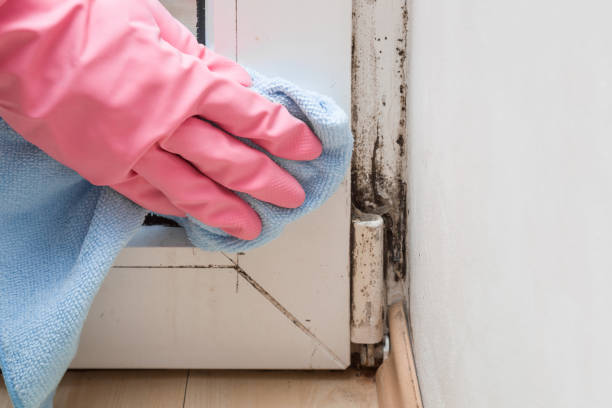 Crawl Space Mold Removal in Leupp, AZ
