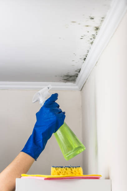 Best Attic Mold Removal  in Leupp, AZ