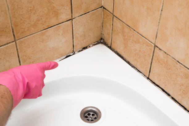 Best Same-Day Mold Removal  in Leupp, AZ