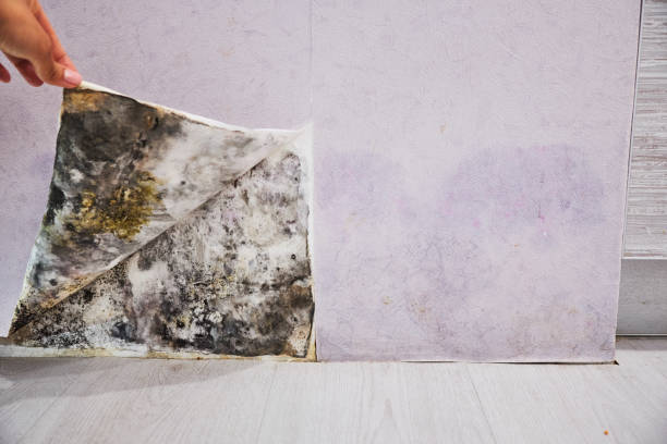 Best Water Damage Restoration  in Leupp, AZ